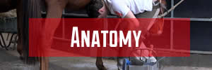 Red Anvil Anatomy